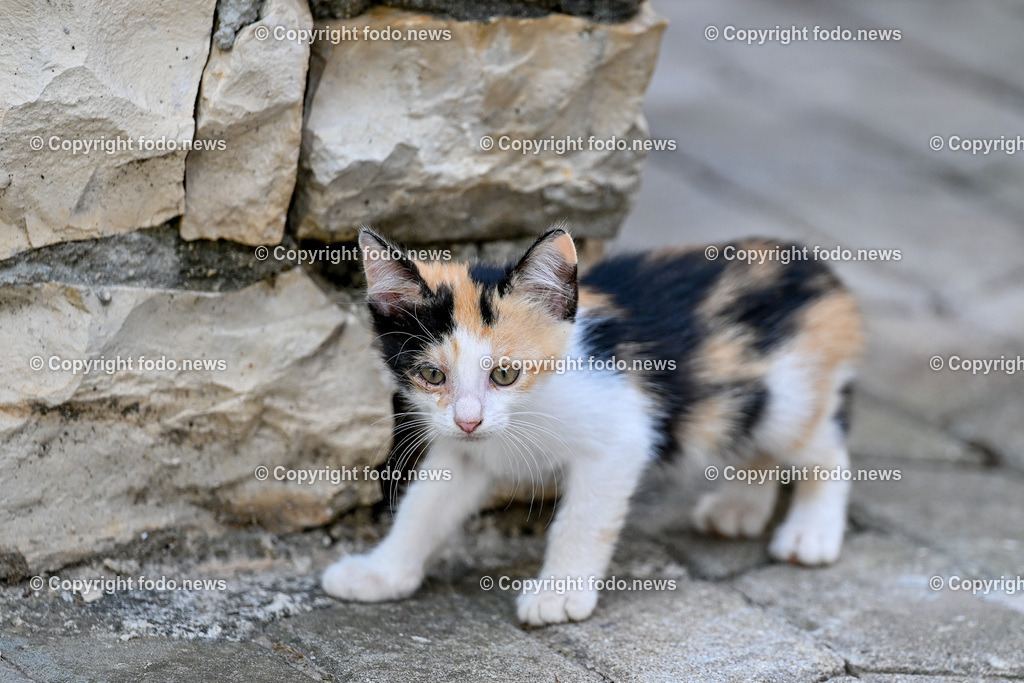 Katze_ Katzen_ 16.10.2024-34 | 16.10.2024, Linz, AUT, Haustier, Katzen, im Bild Haustier, Katze, Katzen, Kater, Stubentiger, Babykatze, Mietze, Fellnase, Tierfotografie, Heimtier