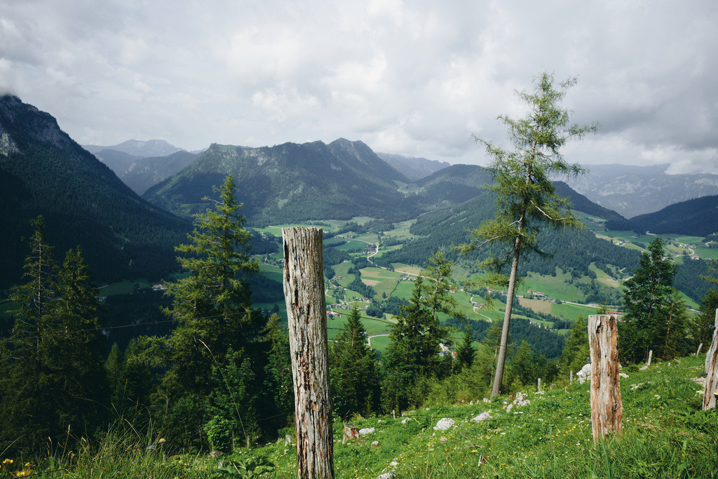 CS-240720-1266-2 | Bergwiese an der Schärtenalm