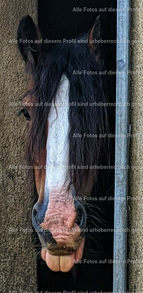 cf60889f70613b1a6293ae2cc6fededa | krollfotografie - Realisiert mit Pictrs.com