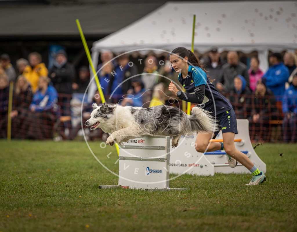 Pfotenfotografie_DV3A6397 | Hundefotografie, Tierfotograf, Pfotenfotografie, Fotoshooting Hund, Hunde Portrait, Hundesport, Hundeportraits, Heideshooting, Hunde, Sportfotograf, Hundefotograf, Turnierhundsport, THS,  - Realisiert mit Pictrs.com
