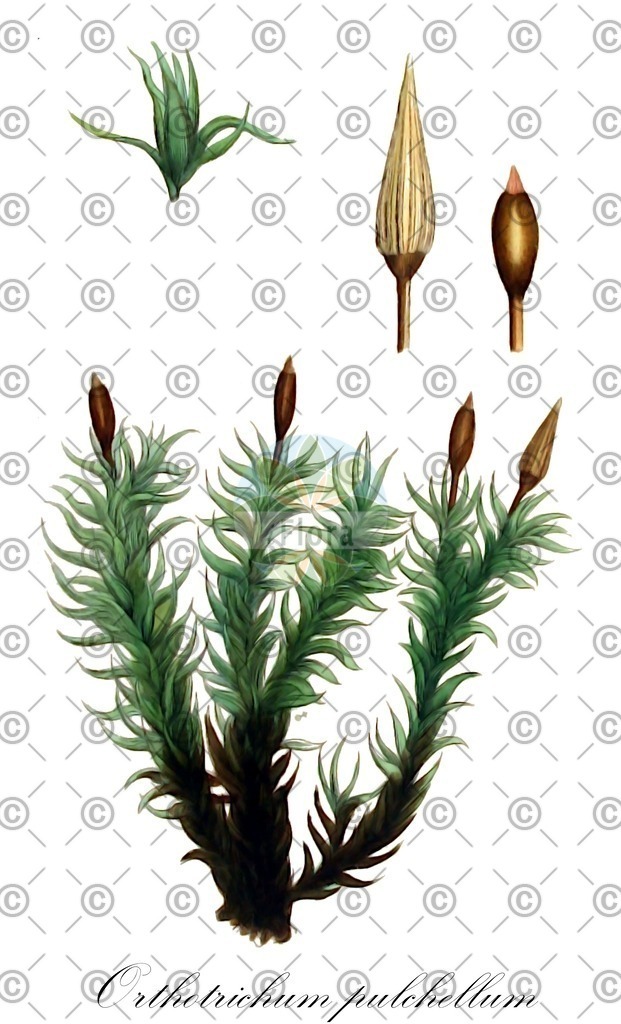 HistAbb_wfo-0000785633_1_ENZY_Simple | Historische Abbildung von Orthotrichum pulchellum - Orthotrichaceae | Historical Illustration of Orthotrichum pulchellum - Orthotrichaceae
