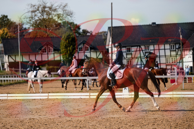 2026_10_03_Siefer-Hof_123425_Z63_52757475 | Professionelle Reitsport-, Turnier- und Eventfotografie von Robert Broda. Galerien mit ausgewählten und bearbeiteten Bildern direkt online ansehen und bestellen.