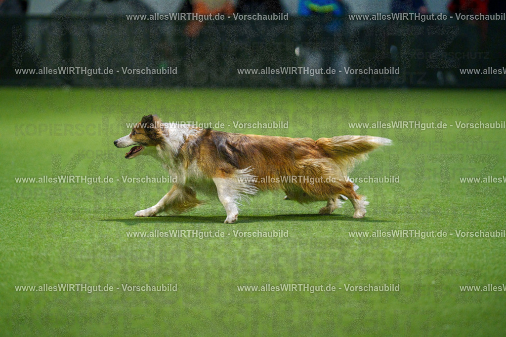 7R509746 | Professionelle Tierfotografie in Mönchengladbach von Daniel Wirth (allesWIRTHgut). Liebevolle & natürliche Bilder von Hunden & Katzen für unvergessliche Erinnerungen.