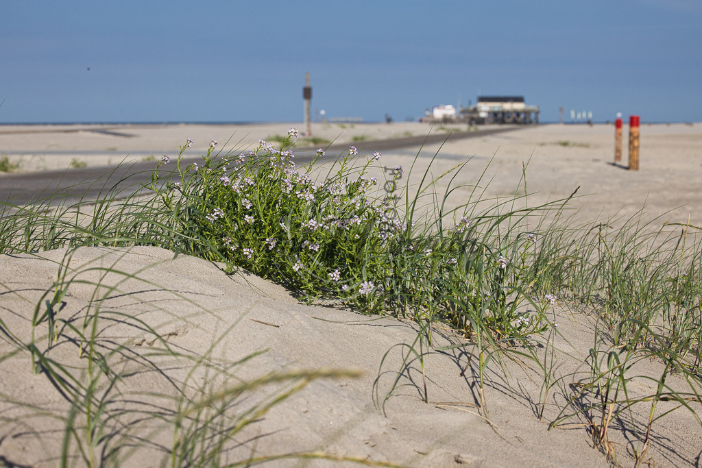 St. Peter Ording | St. Peter Ording - Realisiert mit Pictrs.com