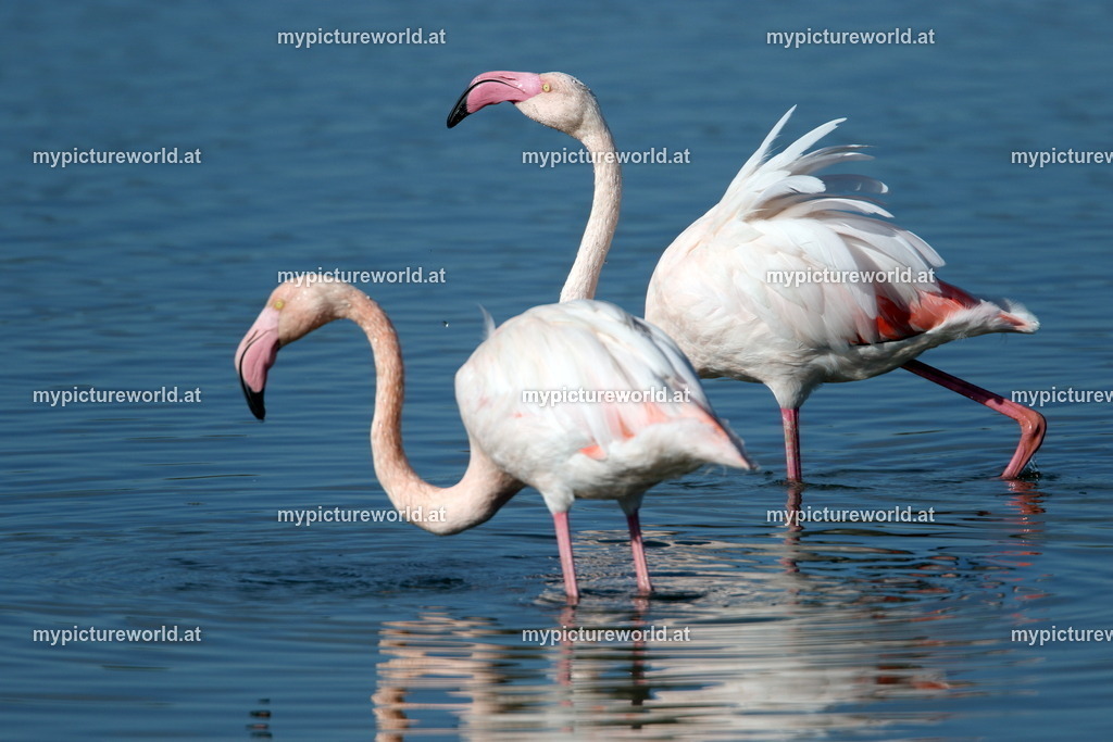 Rosaflamingo-074 | Das Bilderarchiv über Tiere, Planzen und Landschaften. In der Bilddatenbank finden Sie ein große Auswahl an hochwertigen Bilder für Ihre Werbung - Realisiert mit Pictrs.com