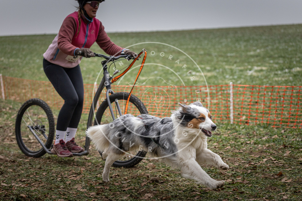 Pfotenfotografie_DV3A1733 | Hundefotografie, Tierfotograf, Pfotenfotografie, Fotoshooting Hund, Hunde Portrait, Hundesport, Hundeportraits, Heideshooting, Hunde, Sportfotograf, Hundefotograf, Turnierhundsport, THS,  - Realisiert mit Pictrs.com
