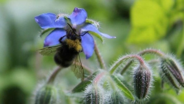 biene-an-boretschbluete | Verkauf von Fotos und  Videoclips zumThema Natur.Motive sind Pflanzen, Tiere, Landschaftenund Wetter - Realisiert mit Pictrs.com