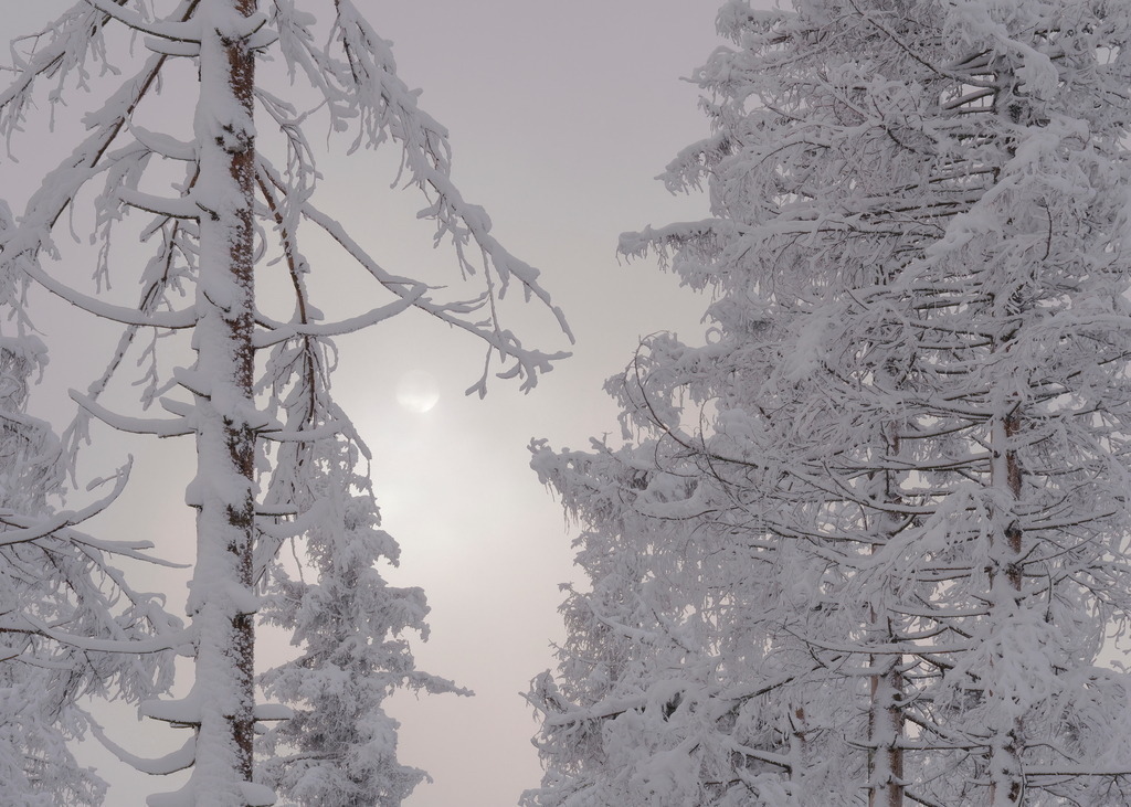 Fahle Wintersonne | Unter dichtem Schnee verstecken die Fichten ihre vertrockneten Zweige. - Realisiert mit Pictrs.com