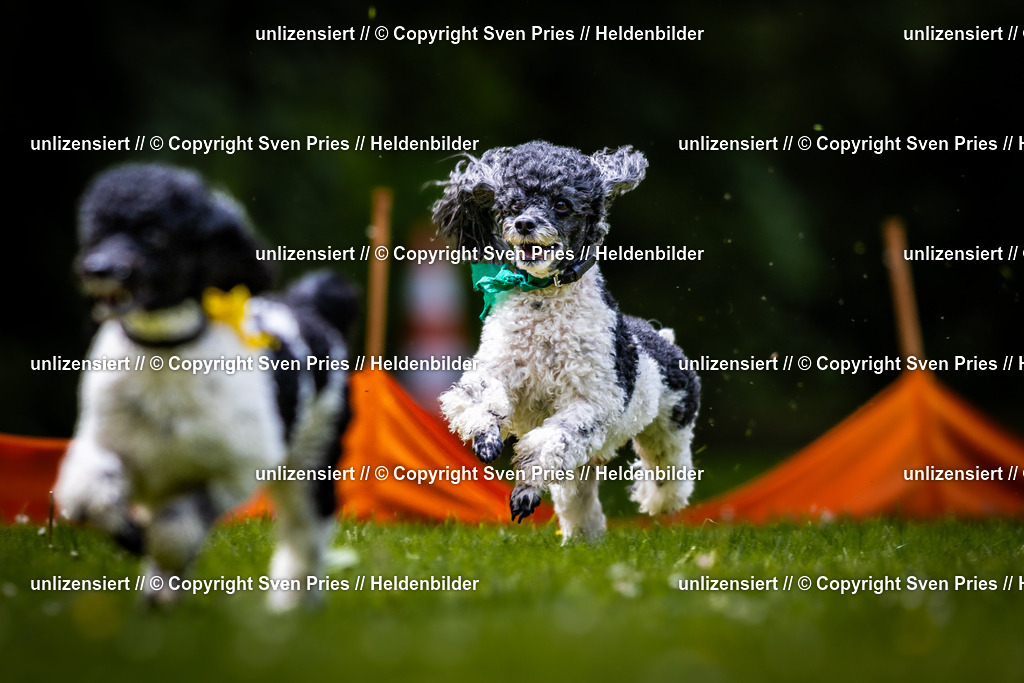 Sven Pries | 2026-05-14 - Hunderennen KA Durlach Vatertag 2026 - Realisiert mit Pictrs.com