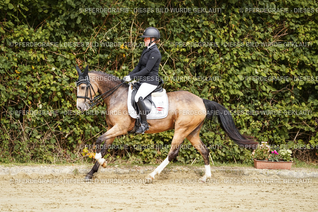 DSC02738 | Pferdegrafie