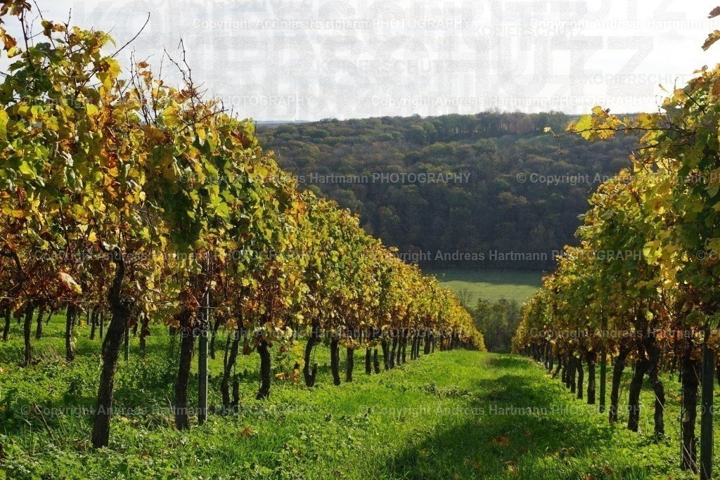Weinstöcke im Herbst | Weinstöcke im Herbst - Realisiert mit Pictrs.com