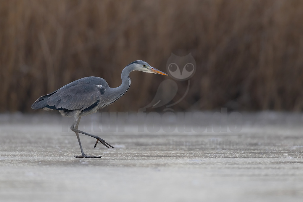 R6NF1647_20240111 | Der Graureiher, auch Fischreiher genannt, ist eine Vogelart aus der Ordnung Pelecaniformes. Er ist in Eurasien und Afrika weit verbreitet und häufig. Weltweit werden vier Unterarten unterschieden. In Mitteleuropa ist er mit der Nominatform Ardea cinerea cinerea vertreten. - Realisiert mit Pictrs.com