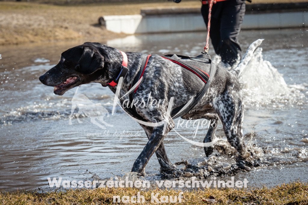 1115_ZZ93379 | kk-dogfotos