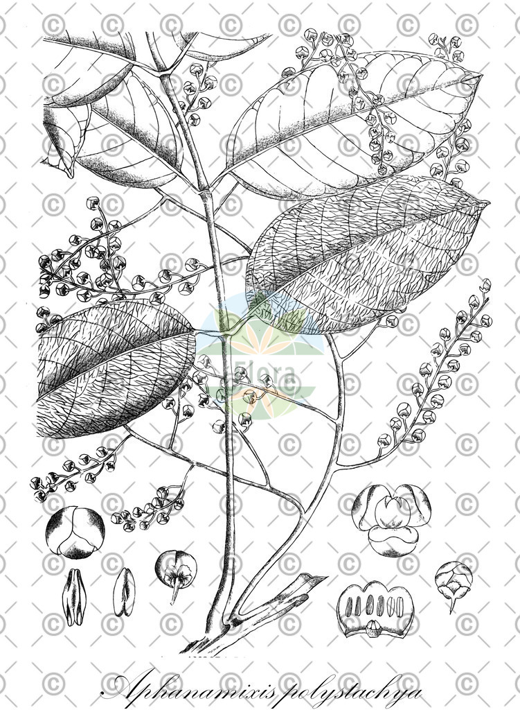 HistAbb_wfo-0000539930_1_ENZY_Simple | Historische Abbildung von Aphanamixis polystachya - Meliaceae | Historical Illustration of Aphanamixis polystachya - Meliaceae