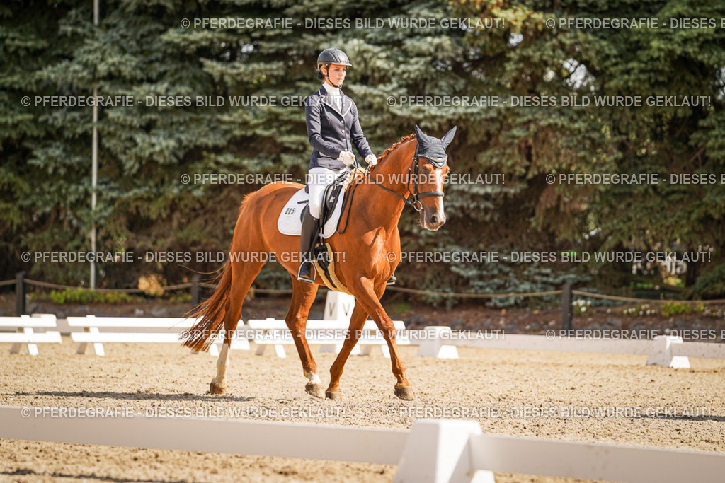 DSC01005 | Pferdegrafie