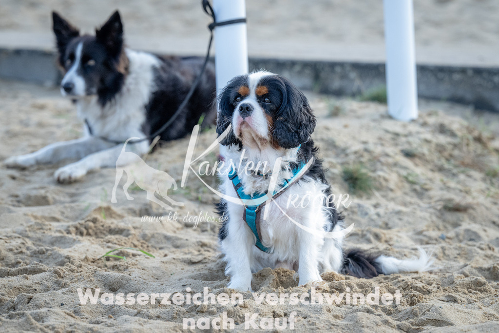 0941_ZZ92719 | kk-dogfotos