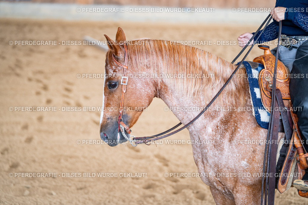 DSC01976 | Pferdegrafie