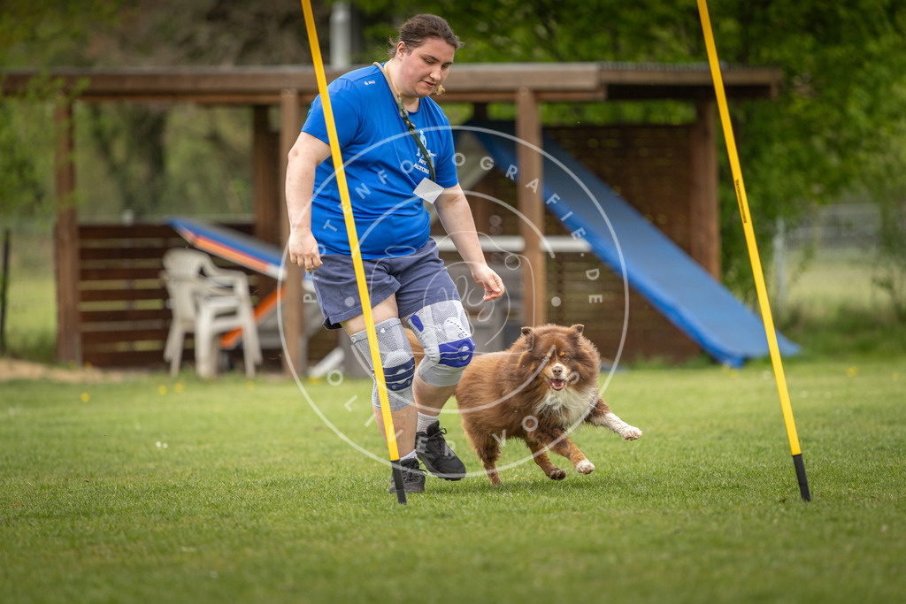 Pfotenfotografie_DV3A1910 | Hundefotografie, Tierfotograf, Pfotenfotografie, Fotoshooting Hund, Hunde Portrait, Hundesport, Hundeportraits, Heideshooting, Hunde, Sportfotograf, Hundefotograf, Turnierhundsport, THS,  - Realisiert mit Pictrs.com