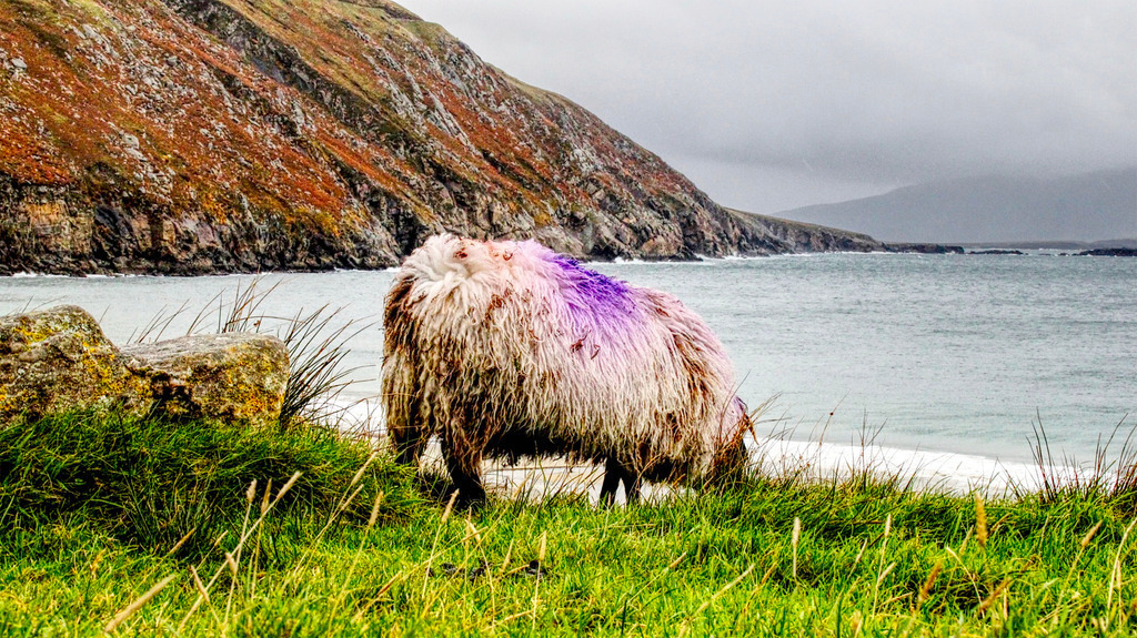 Achill Island Sheep | www-pimpup-me - Realisiert mit Pictrs.com