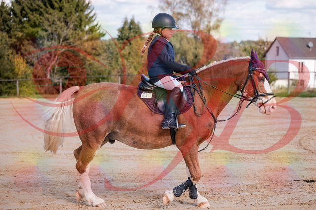 2026_10_03_Siefer-Hof_144332_Z81_17063783 | Professionelle Reitsport-, Turnier- und Eventfotografie von Robert Broda. Galerien mit ausgewählten und bearbeiteten Bildern direkt online ansehen und bestellen.