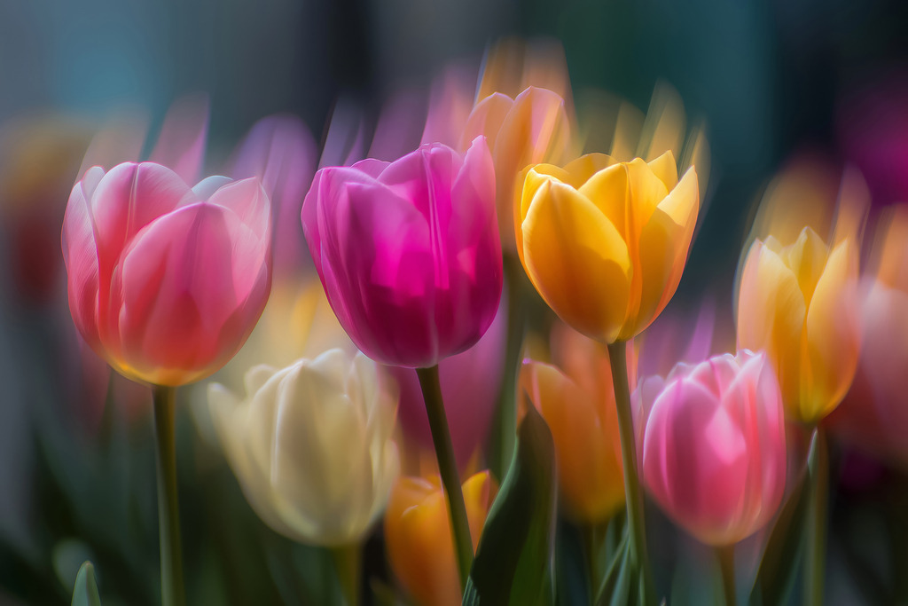 2606006 - Tulpenpracht | Tulpen im Stil einer kreativen Fotografie