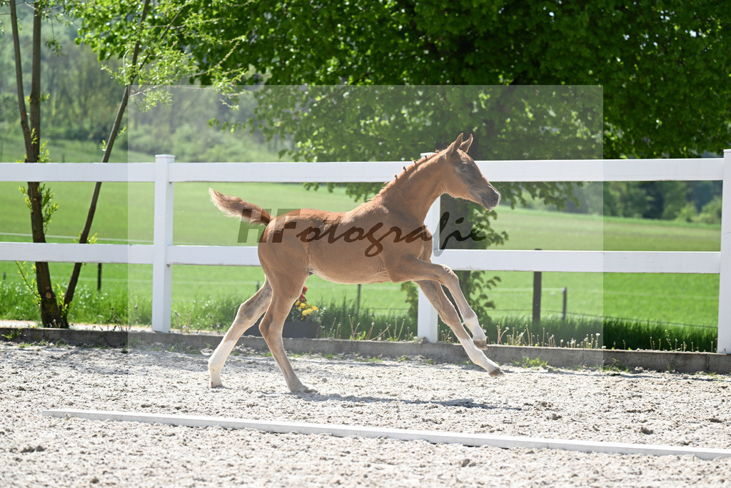 Segantini x Bretton Woods_SF_Geng_8250494 | hf-fotografie - Realisiert mit Pictrs.com