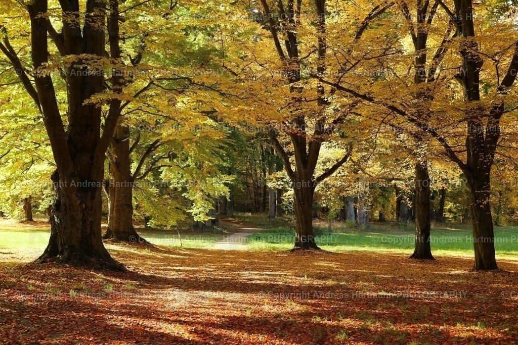 Herbststimmung in Chodovar Plana | Herbststimmung in Chodovar Plana - Realisiert mit Pictrs.com