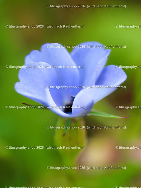 titusgraphy_P7173234-vz-ln | titusgraphy-shop: Geschenkideen mit Qualitätsfotos. titusgraphy-shop: gift ideas with quality photos. titusgraphy-shop: idées cadeaux avec photos de qualité.  - Realisiert mit Pictrs.com