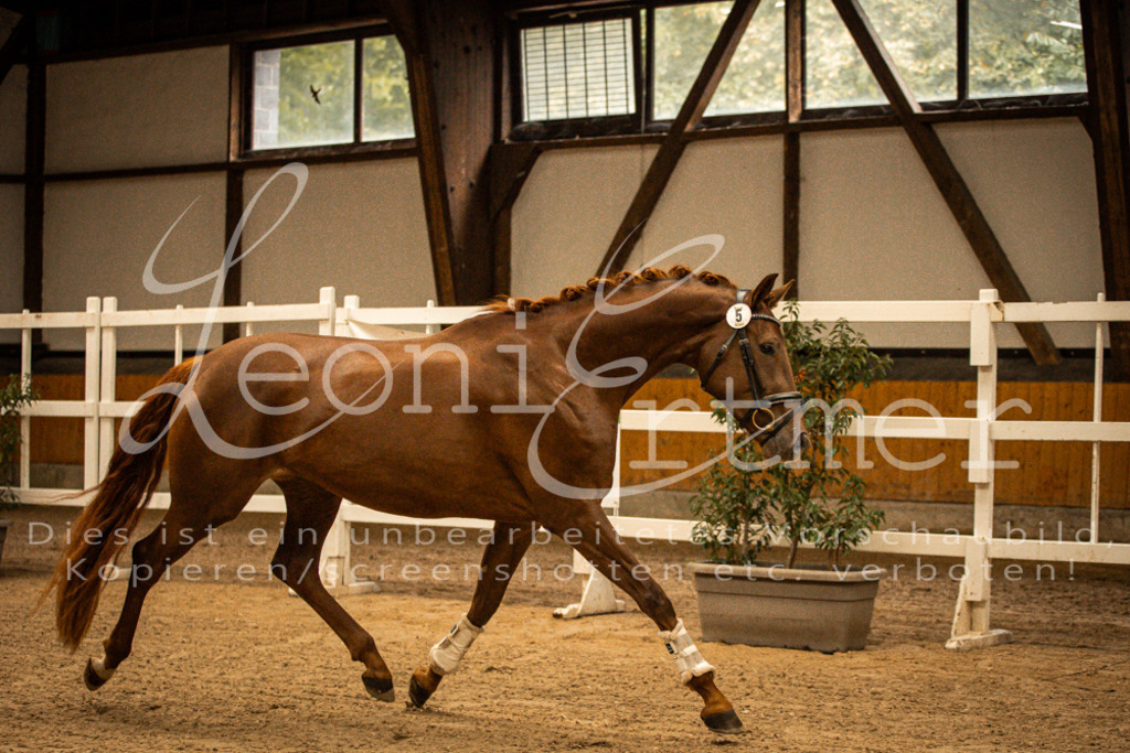 1FS_L00071 | Leoni Ertmer Photography - Realisiert mit Pictrs.com