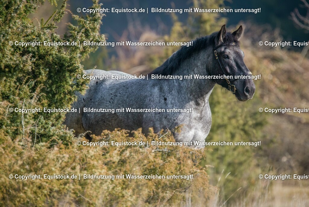 20160206_Ostdeutsches_Kaltblut_0002 | equistock