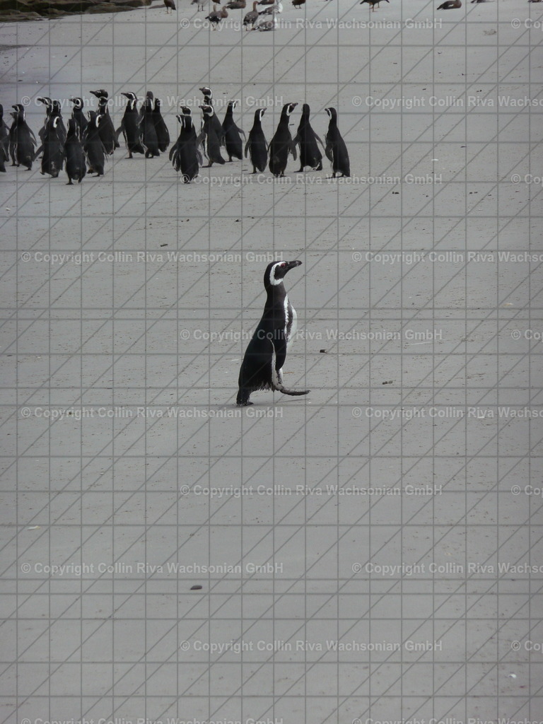 P1000594 | Antarktis / Antarctica - Realisiert mit Pictrs.com