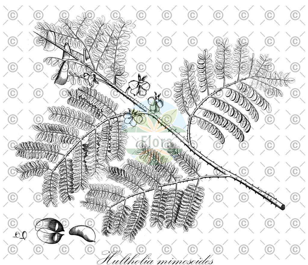 HistAbb_wfo-0001083699_1_ENZY_Simple | Historische Abbildung von Hultholia mimosoides - Fabaceae | Historical Illustration of Hultholia mimosoides - Fabaceae