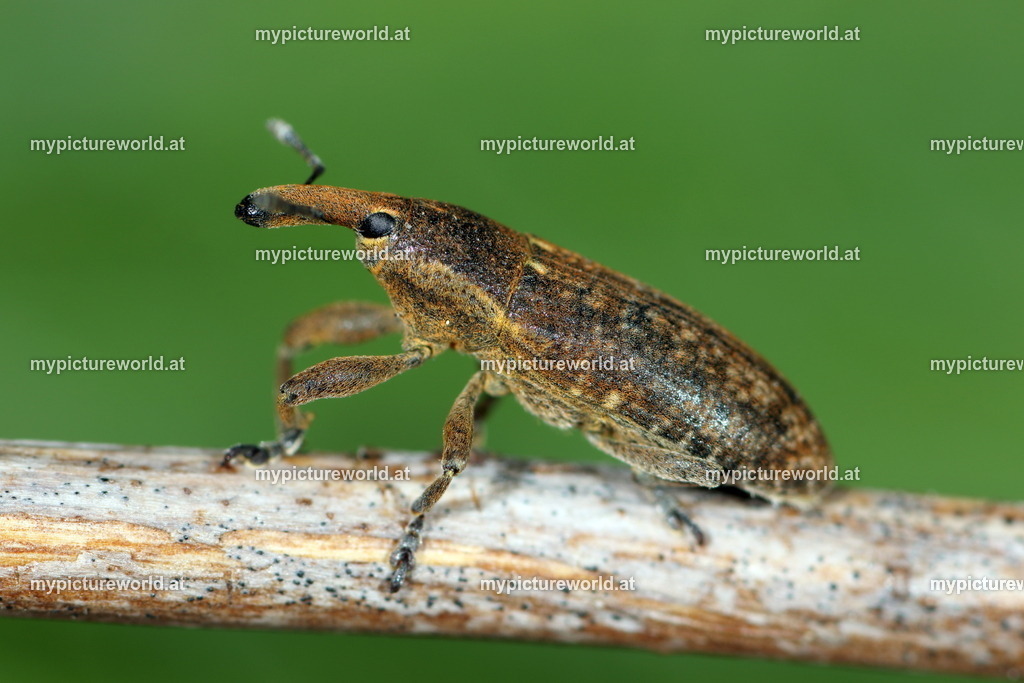 Lixus punctiventris-001 | Das Bilderarchiv über Tiere, Planzen und Landschaften. In der Bilddatenbank finden Sie ein große Auswahl an hochwertigen Bilder für Ihre Werbung - Realisiert mit Pictrs.com