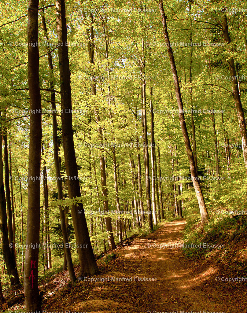 Frühlings-Laubwald in Morgensonne WB-003 | Wald, Ruhe, Erholung, Abschalten, relaxen, Augenoasen, Kraft tanken, Waldbaden, Stress reduzieren, Bäume, Kirschblüten, Frühlingswald, Sonne im Wald, Licht im Wald, Herbstwald, Waldwege, Gebirgswald, Wasser im Wald, Felsen im Wald, - Realisiert mit Pictrs.com