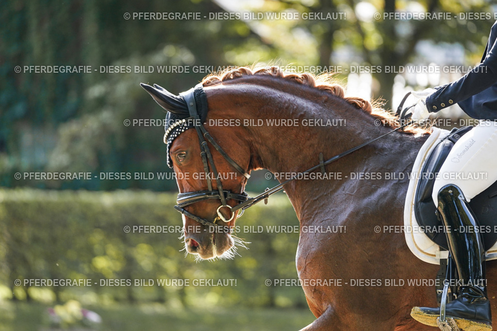 DSC07501 | Pferdegrafie