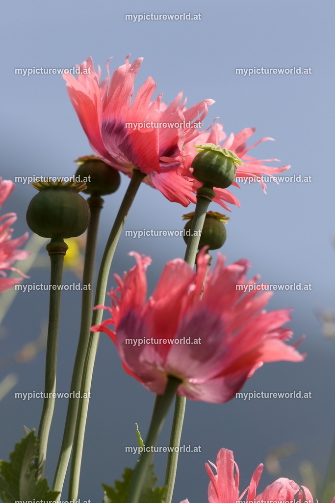 Schlafmohn-016 | Das Bilderarchiv über Tiere, Planzen und Landschaften. In der Bilddatenbank finden Sie ein große Auswahl an hochwertigen Bilder für Ihre Werbung - Realisiert mit Pictrs.com