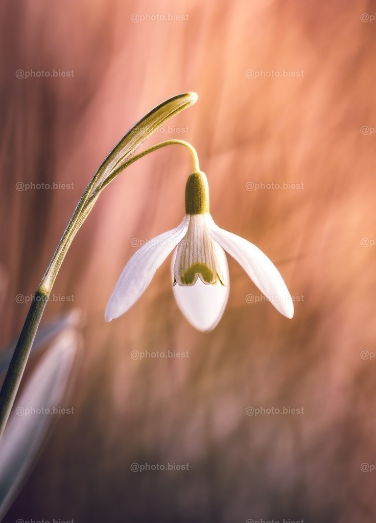 Schneeglöckchenlaterne | Ein Schneeglöckchen im warmen Frühlingslicht. - Realisiert mit Pictrs.com