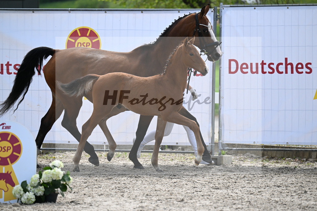 Kat-Nr. 15 HF La Vie x Pagalli_Haefele_23260442 | hf-fotografie - Realisiert mit Pictrs.com