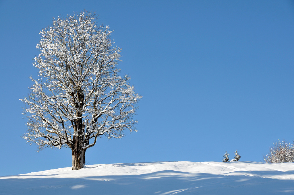 Winterliche Stille unter strahlendem Blau | Ein majestätischer, verschneiter Baum erhebt sich stolz auf einer sanft geschwungenen Kuppe am Eckbauer bei Garmisch-Partenkirchen. Jede einzelne Verästelung ist von einer feinen, glitzernden Schneedecke umhüllt und hebt sich makellos vom strahlenden, tiefblauen Himmel ab. Im sanften Schatten des Vordergrunds kommt die unberührte Kälte der Natur besonders zur Geltung. Die klare Minimalkomposition strahlt erhabene Ruhe, Reinheit und die zeitlose Eleganz eines perfekten Wintertages in den Alpen aus. - Realisiert mit Pictrs.com