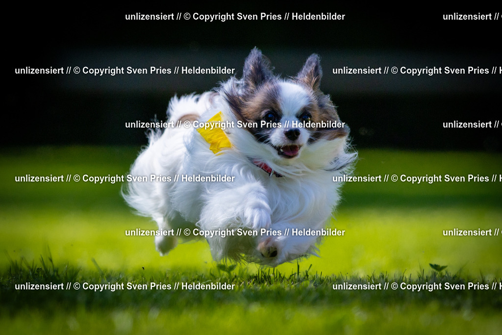 Sven Pries | 2025-08-10 - Hunderennen Durlach - Realisiert mit Pictrs.com