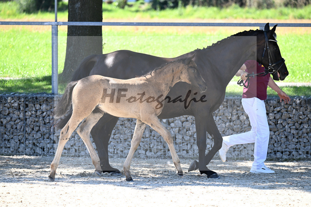 Kat-Nr. 12 Cadeau Noir x Royal Classic_HF_Lechner_26250138 | hf-fotografie - Realisiert mit Pictrs.com
