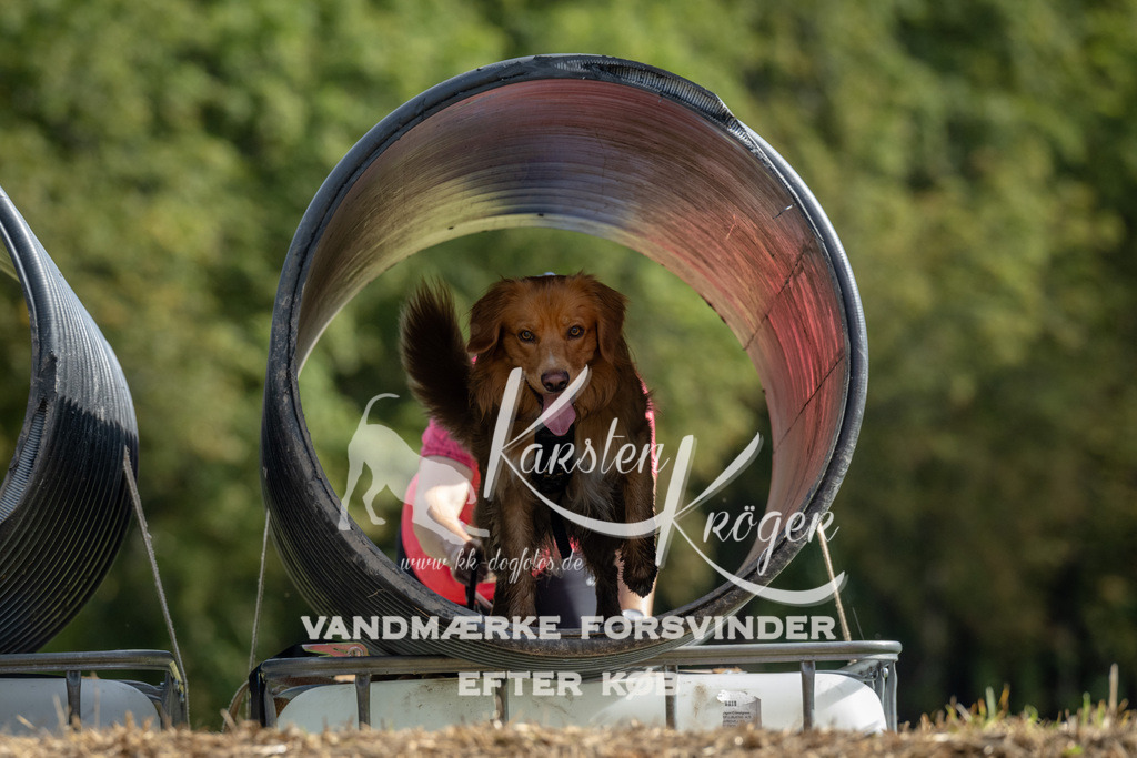 1040_ZZ92787 | kk-dogfotos