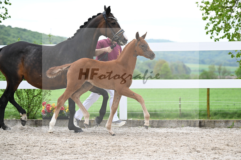 Kat-Nr. 4 SF Va Bene x Dancier_Juerges_23260104 | hf-fotografie - Realisiert mit Pictrs.com