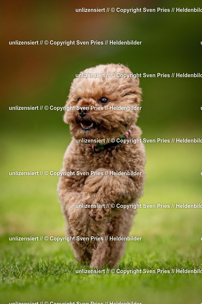 Sven Pries | 2024-09-22 - Hunderennen Baden-BadenPudelverein - Realisiert mit Pictrs.com