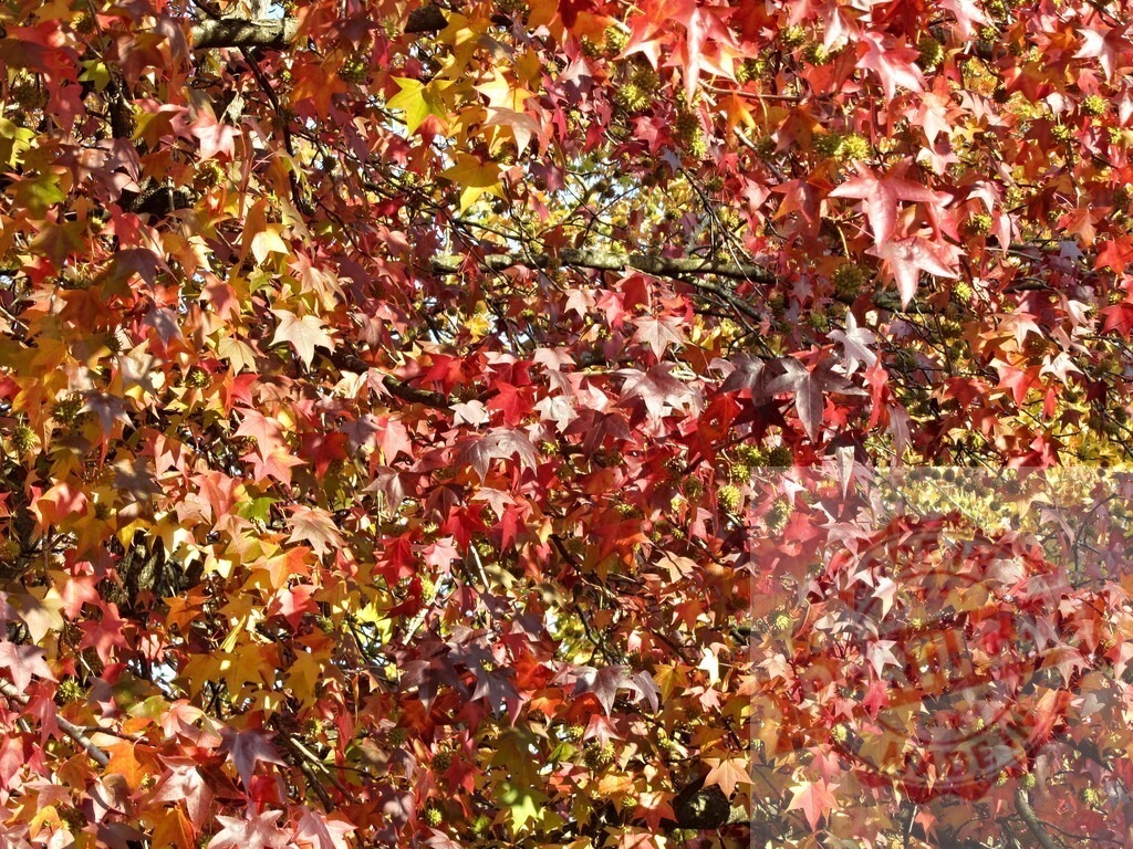 Autumn sweetgum tree leaves displaying changing fall colors | Sweetgum tree leaves coloring bright red and orange during autumn season - Realized with Pictrs.com