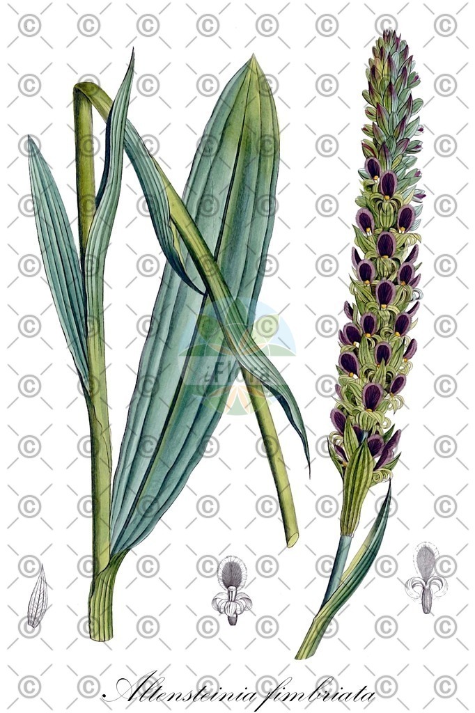 HistAbb_wfo-0000953392_1_ENZY_Simple | Historische Abbildung von Altensteinia fimbriata - Orchidaceae | Historical Illustration of Altensteinia fimbriata - Orchidaceae
