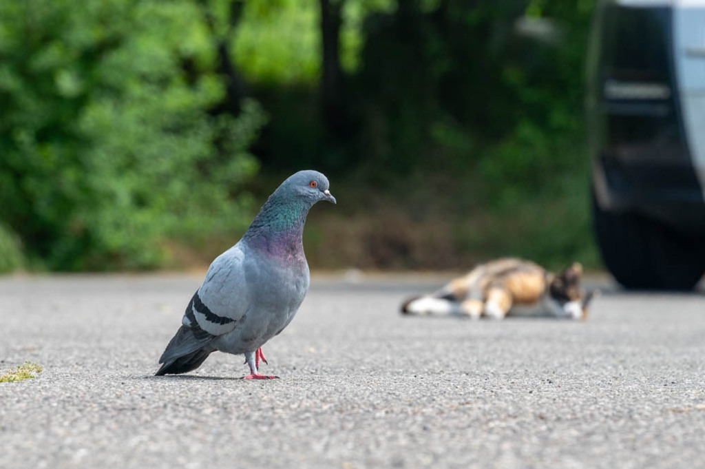 Citta, di Castello, Italien | Die schönsten Bilder für Ihre Räume online bestellen! In unseren Bildergalerien findet Sie alles was es für Ihre Räume braucht. Lassen Sie sich überraschen ☺️ - Realisiert mit Pictrs.com