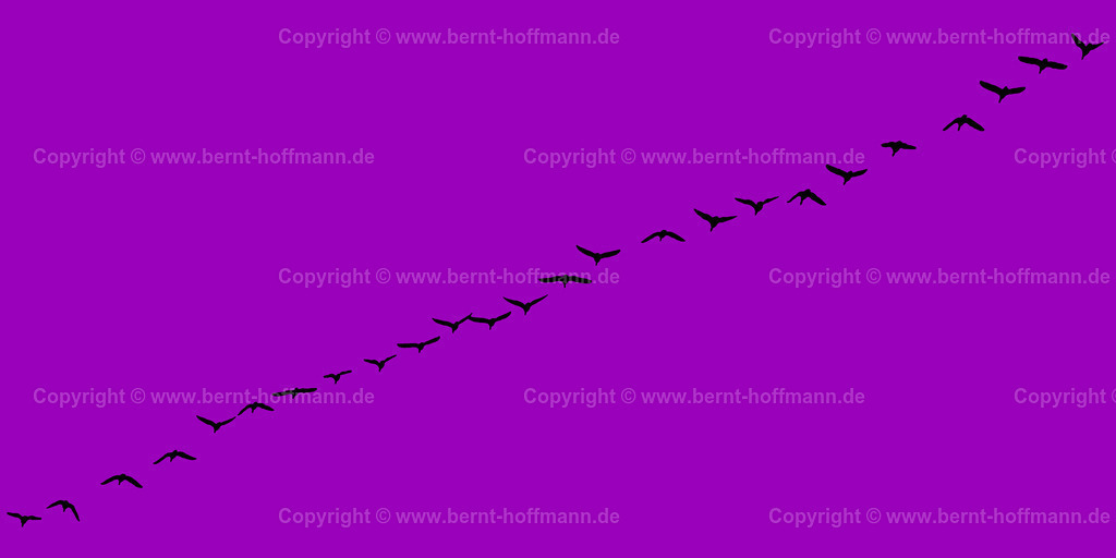 Pgrfik_Vogelzug_0881_9901ba_200x100 | bernt-hoffmann.de - Realisiert mit Pictrs.com