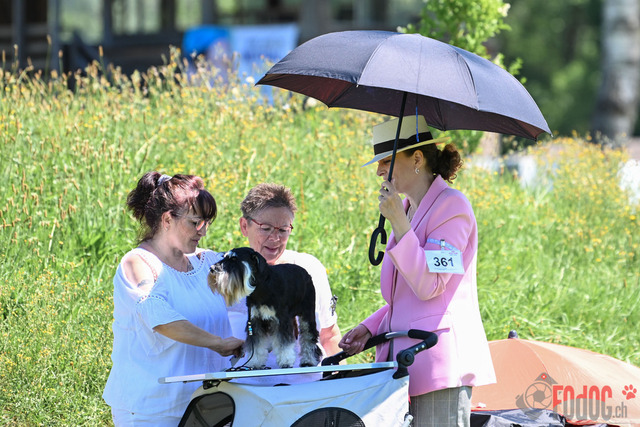 Dogshow CACIB Samstag in Aarau | Dogshow CACIB Samstag in Aarau. 24.06.2023 Foto: LeoWyden