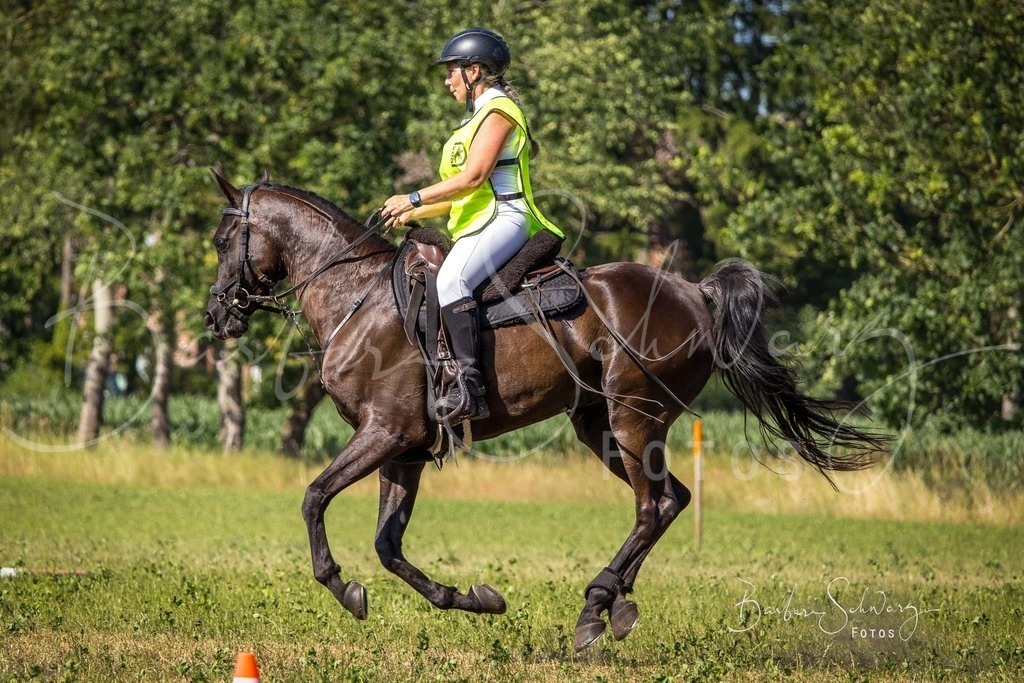 CJP_2026-06-26_224 | Stimmungsvolle Fotografie von Pferden, fotografische Begleitung von Veranstaltungen, Golfturnieren und Distanzritten - Realisiert mit Pictrs.com